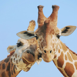 Giraffes touching necks close together - animal photography free wallpaper