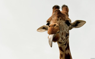 Giraffe tongue out head tilted - its tongue free wallpaper
