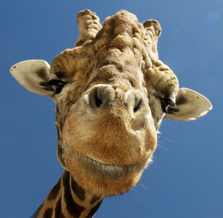 Giraffe head neck blue sky 3 - free animals wallpaper