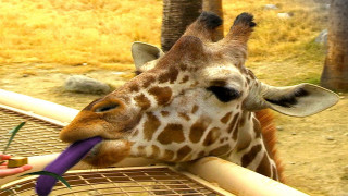 Giraffe eating purple object person - dom qwek free wallpaper