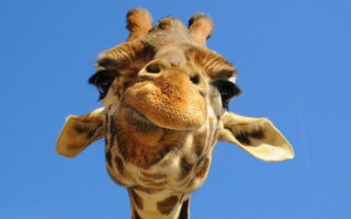 Giraffe head neck blue sky - facial free wallpaper