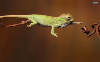 Lizard longtail largeeye climbingbranch rustybar - a lizard free wallpaper