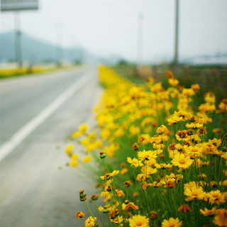 Yellow flowers road highway 101 2 - a road free wallpaper