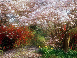 Garden path blooming flowers bench - flower and trees free wallpaper