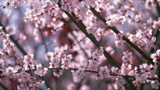 Tree pink flowers blue sky 5 - a close up of a tree free wallpaper