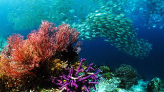 Fish coral reef seaweed ocean - underwater free wallpaper