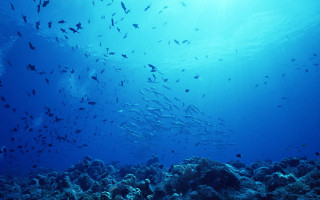 Fish coral reef ocean sunlight 2 - a large group of fish swimming over a coral reef in the ocean free wallpaper
