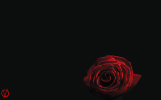 Red rose dark red light - a single red rose free wallpaper