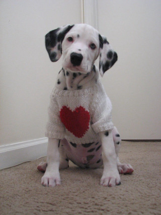 Dalmatian dog sweater heart sitting - chang daichien free wallpaper