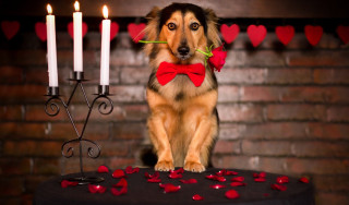 Dog red bowtie table candles - romantic free wallpaper
