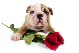 Puppy laying rose white background - rose free wallpaper