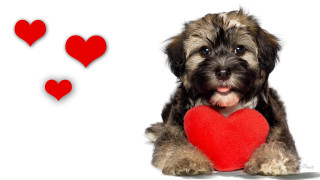 Small dog red heart flying - its paw free wallpaper