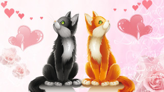 Cats table hearts pink rose - heart free wallpaper
