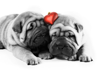 Dogs love heart old man - two dog free wallpaper