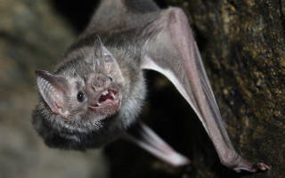 Hanging bat open mouth sharp - grotesque free wallpaper
