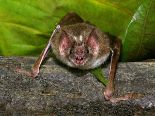 Bat branch leaf nature illustration - female free wallpaper