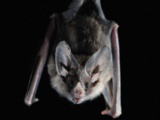 Bat hanging upside down black - upper body free wallpaper