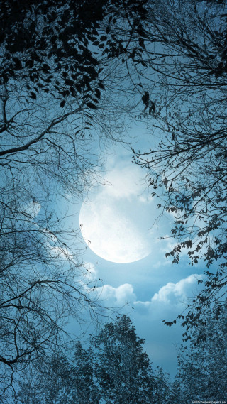 Full moon forest night blue - a full moon free wallpaper