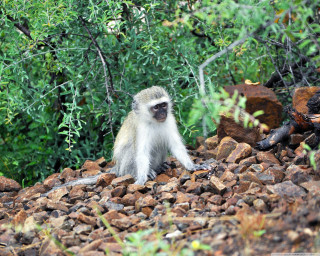 Monkey sitting pile rocks trees - primitivism free wallpaper