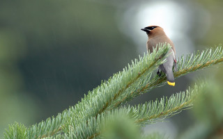 Bird perched pine tree rain - david begbie free wallpaper