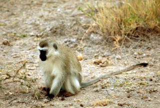Monkey sitting ground dirt grass - primitivism free wallpaper