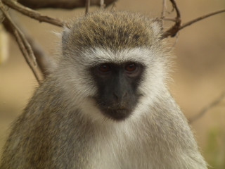 Monkey tree branch serious look - male free wallpaper