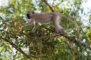 Monkey walking tree branch berries - a monkey free wallpaper