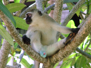 Monkey sitting tree looking distance - a blurry background of leaves free wallpaper