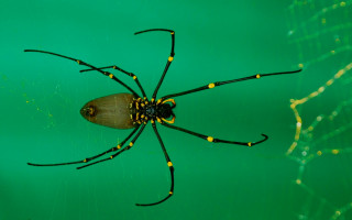 Yellow black spider body legs - a spider web free wallpaper