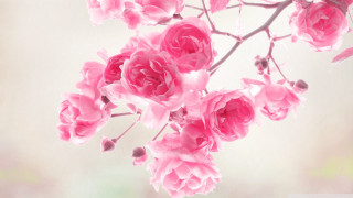 Pink flowers branch blurry background - a blurry background free wallpaper for desktop