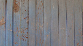 Cat sitting wooden floor peeling - paint free wallpaper