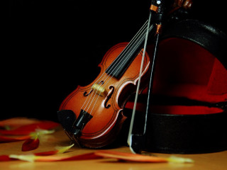 Violin hat table rose petals - daphne mcclure free wallpaper