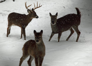 Three deer snow heads turned - their back free wallpaper