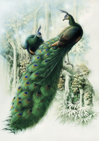 Peacocks tree branch white background - fantasy art free wallpaper