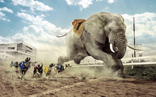 Elephants riding group dirt field 2 - a dirt field free wallpaper