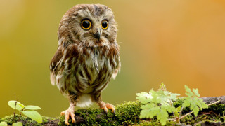 Small owl mossy branch leaves 2 - a small owl free wallpaper