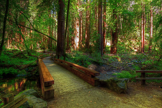 Wooden bench wooden walkway forest - a wooden bench free wallpaper
