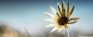 Yellow flower blue sky background 7 - this image free wallpaper