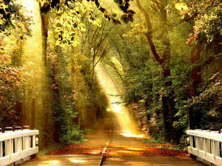 Path woods bench light beam - arthur pan free wallpaper