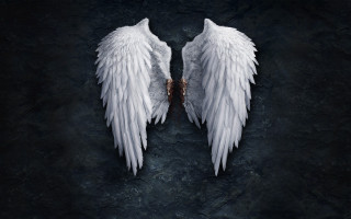 White wings brown black spots - gothic free wallpaper for desktop