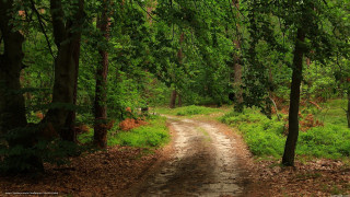 Dirt road forest trees grass 5 - forest free wallpaper