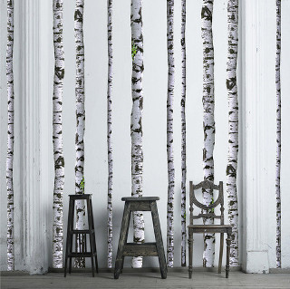 Chair stool wall birch trees - a chair in front free wallpaper