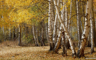 Grove yellow leaves forest bare - a grove of trees free wallpaper