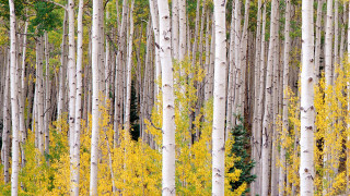 Grove trees yellow leaves fall - the fall free wallpaper