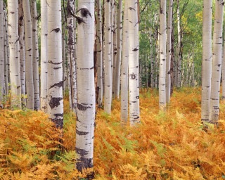 Grove trees forest yellow ferns - a grove of trees free wallpaper