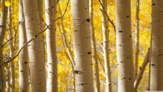 Grove yellow leaves bird perched - a grove of trees free wallpaper