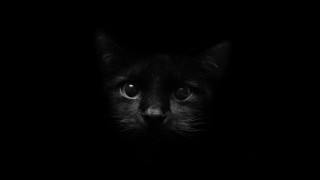 Black cat sad look dark - a black cat free wallpaper