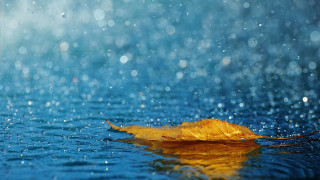 Leaf floating rain water blue 2 - a leaf free wallpaper