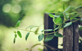 Plant vines fence post forest - sunlight free wallpaper