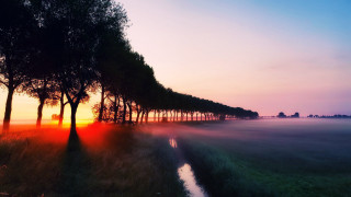 Trees field sunset fog water - a line of trees free wallpaper